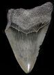 Bargain, Megalodon Tooth - South Carolina #37620-1